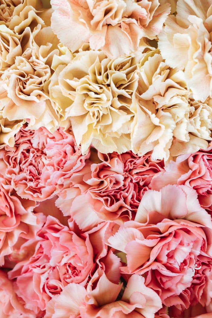 Crafting Captivating Headlines: Your awesome post title goes here Beautiful close-up of pink and peach carnations showcasing vibrant floral textures and colors.